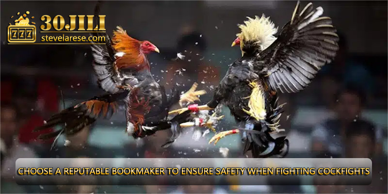 Choose a reputable bookmaker to ensure safety when fighting cockfights